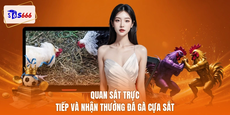 Quan sát trực tiếp và nhận thưởng đá gà cựa sắt